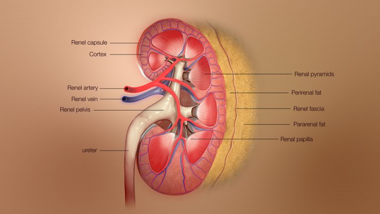 kidney