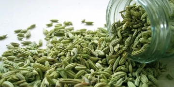 Fennel Seeds