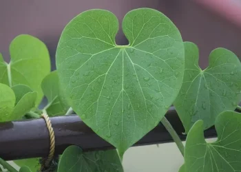 Giloy Benefits